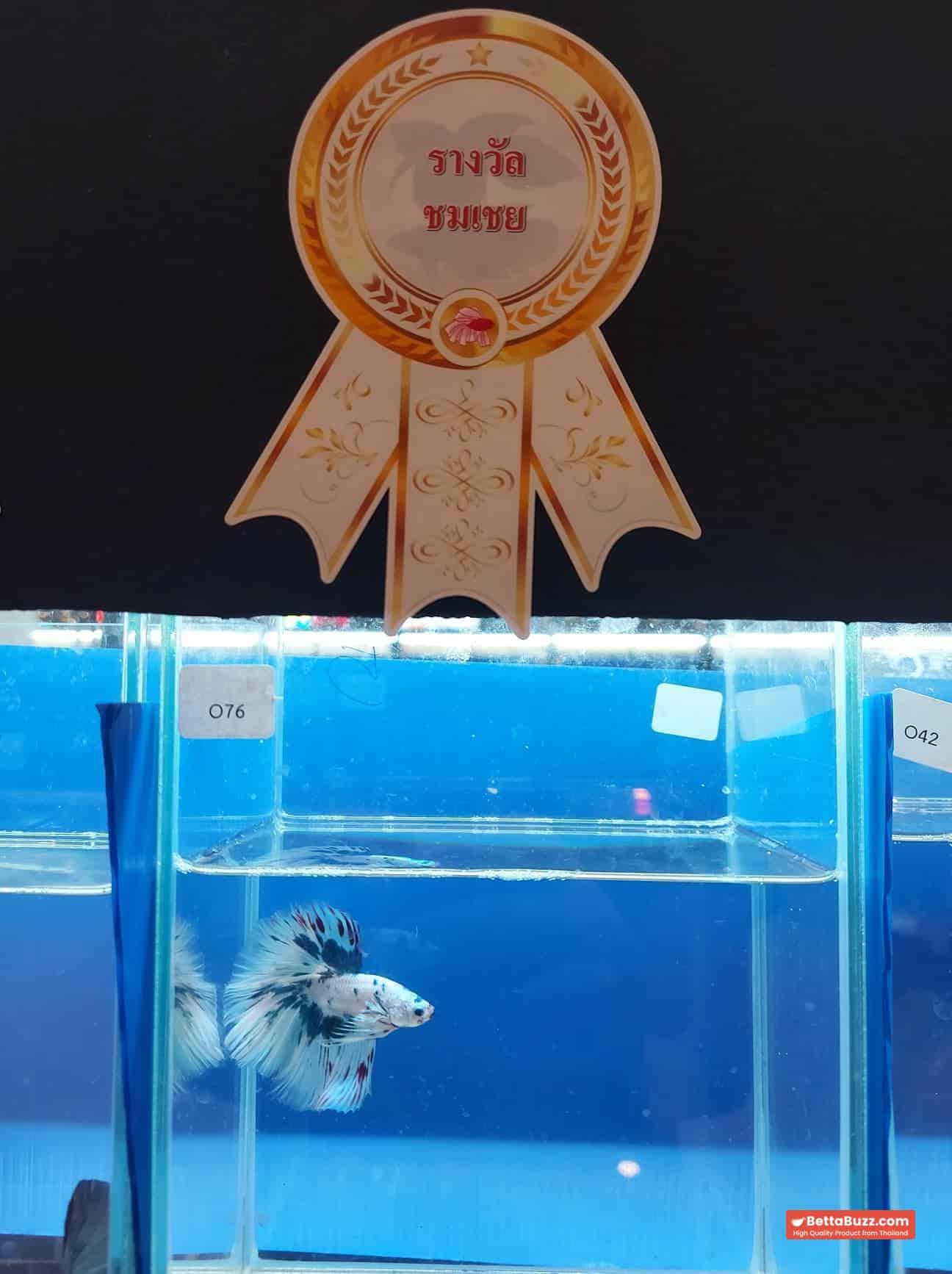 Betta fish HM Prince of The Frozen Marble (Winner Comp 4th) - Image 2