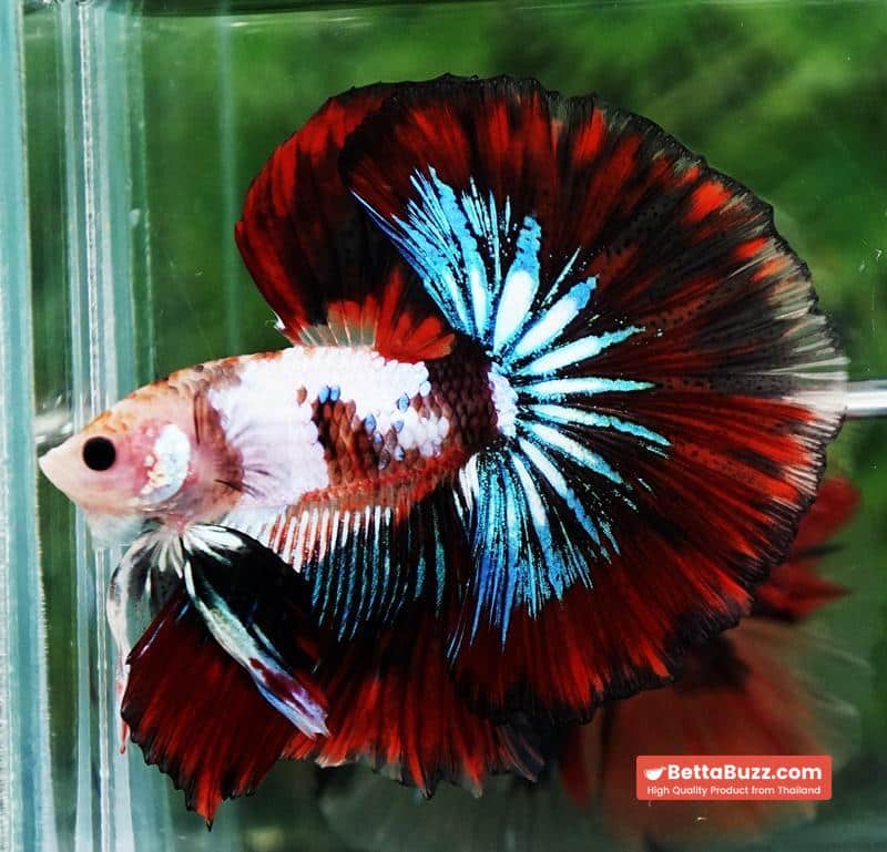 Betta fish King Warrior Red Devil OHM - Image 2