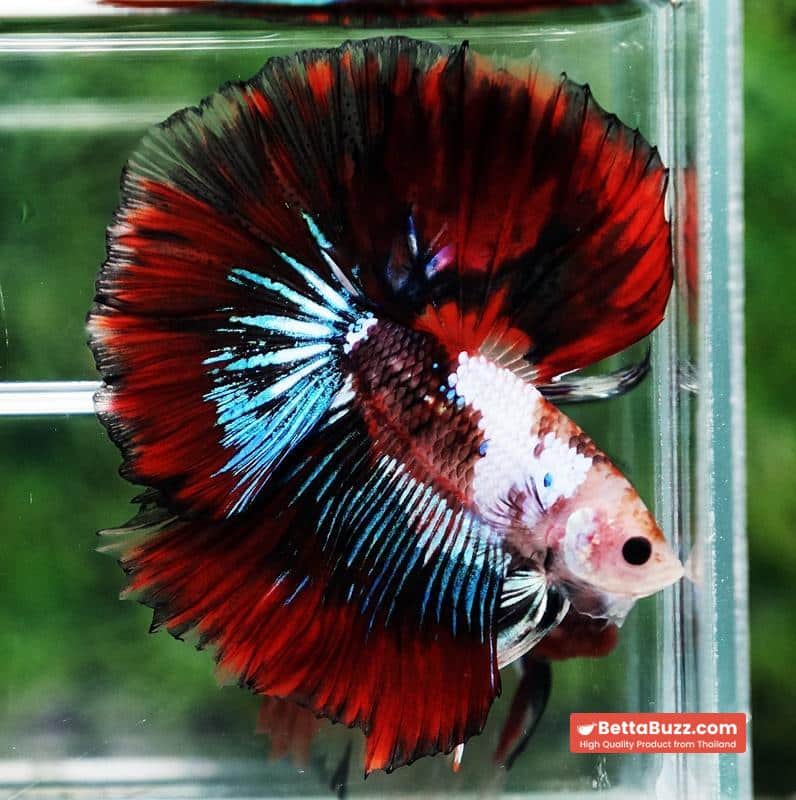 Betta fish King Warrior Red Devil OHM - Image 5