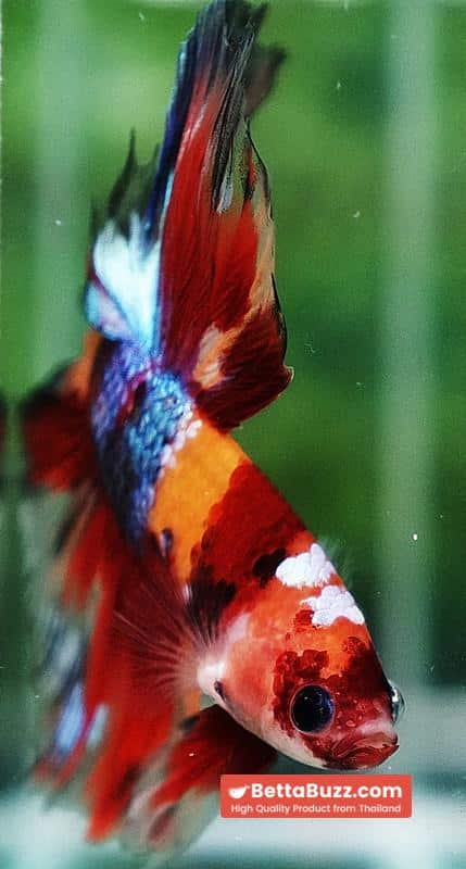 Betta fish HM Prince Multicolor Romania Flag - Image 9