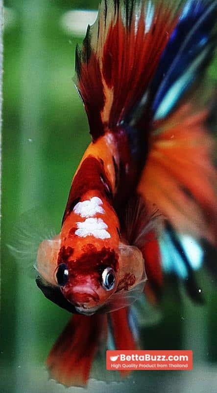Betta fish HM Prince Multicolor Romania Flag - Image 8