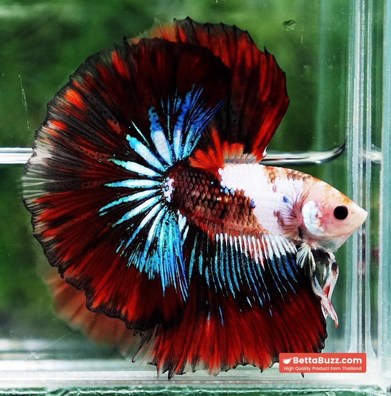 Betta fish King Warrior Red Devil OHM - Image 3
