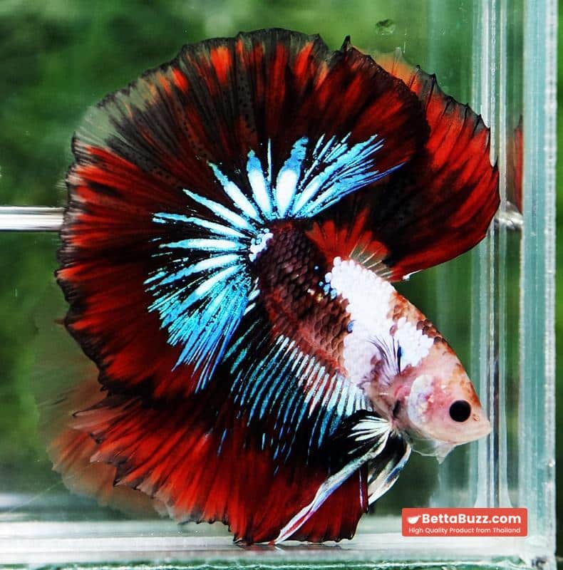 Betta fish King Warrior Red Devil OHM - Image 6