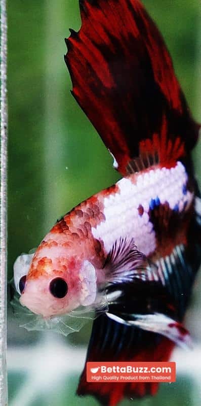 Betta fish King Warrior Red Devil OHM - Image 7