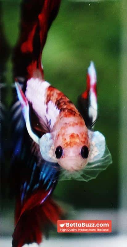 Betta fish King Warrior Red Devil OHM - Image 8