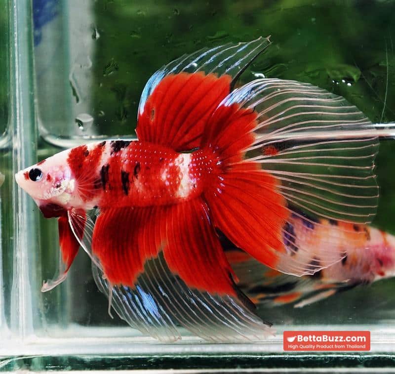 Betta fish VT Classic Red Koi - Image 5