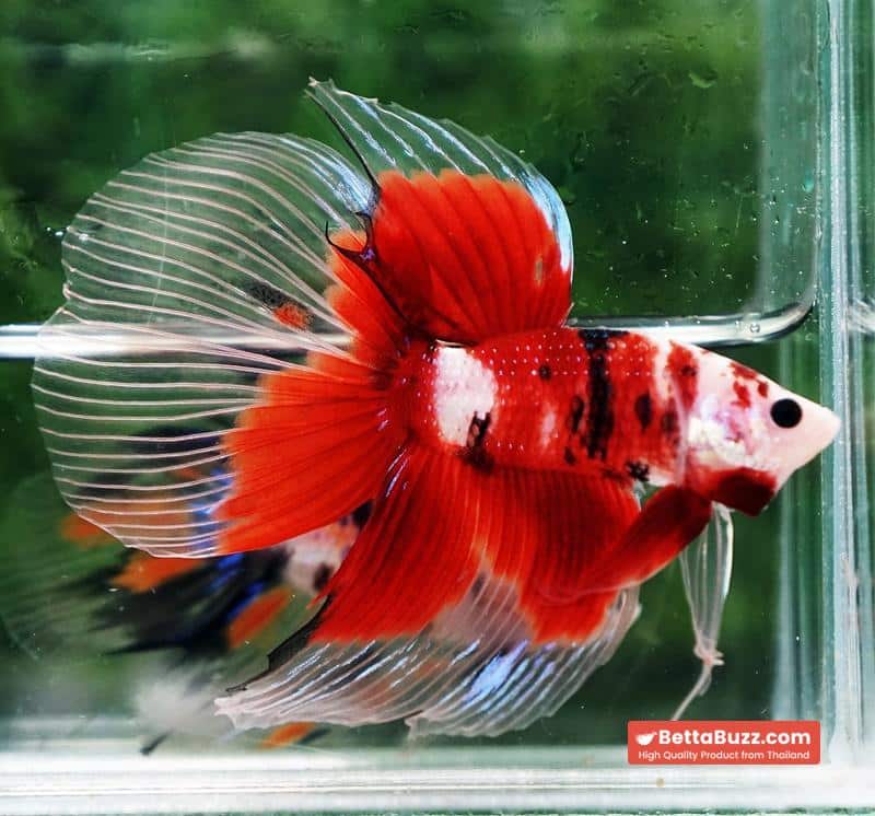 Betta fish VT Classic Red Koi - Image 6