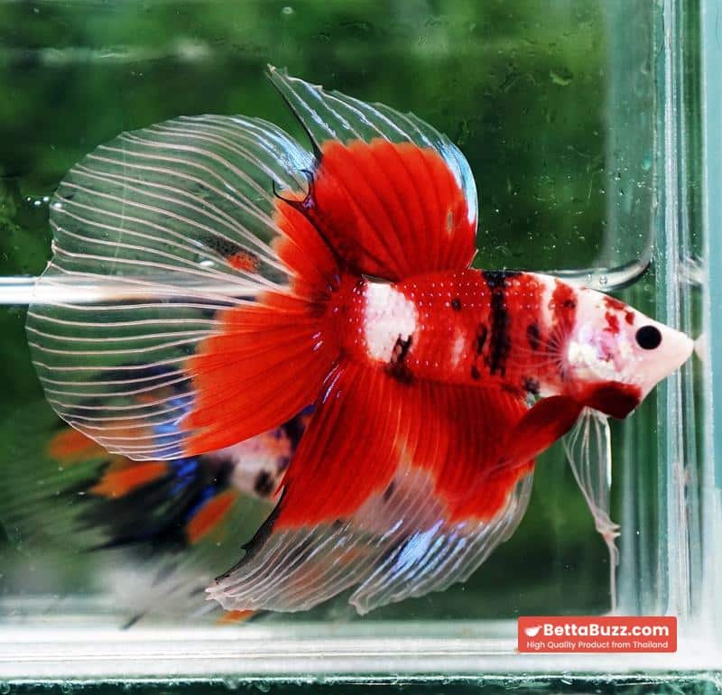 Betta fish VT Classic Red Koi - Image 4