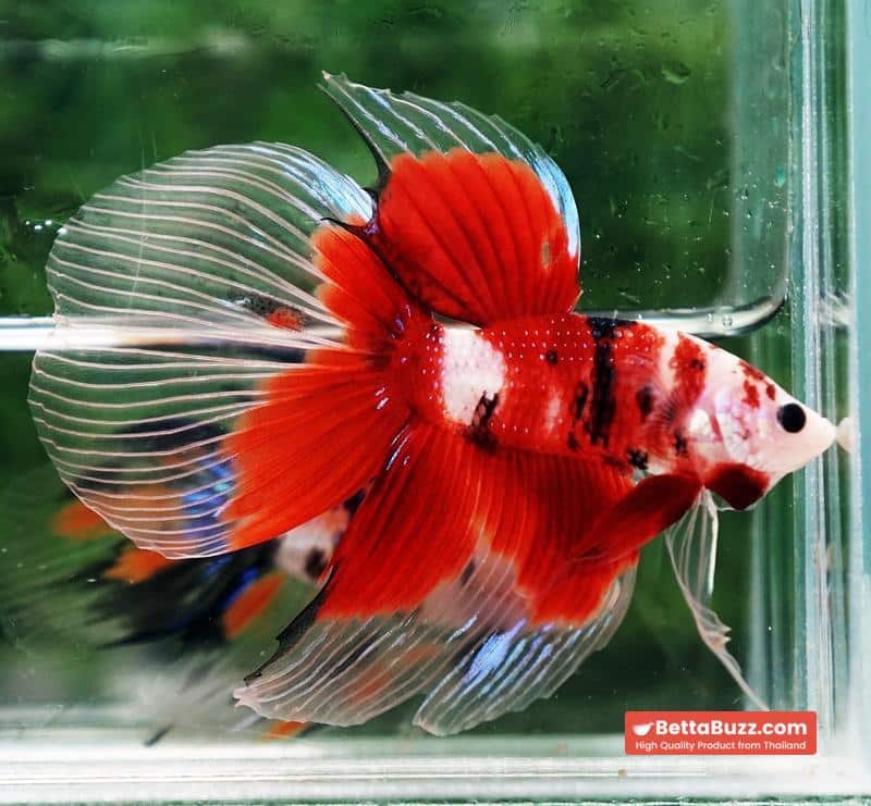 Betta fish VT Classic Red Koi - Image 2