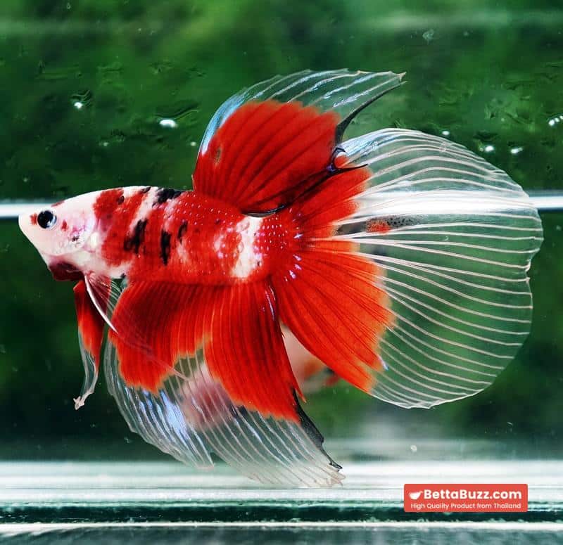 Betta fish VT Classic Red Koi - Image 3