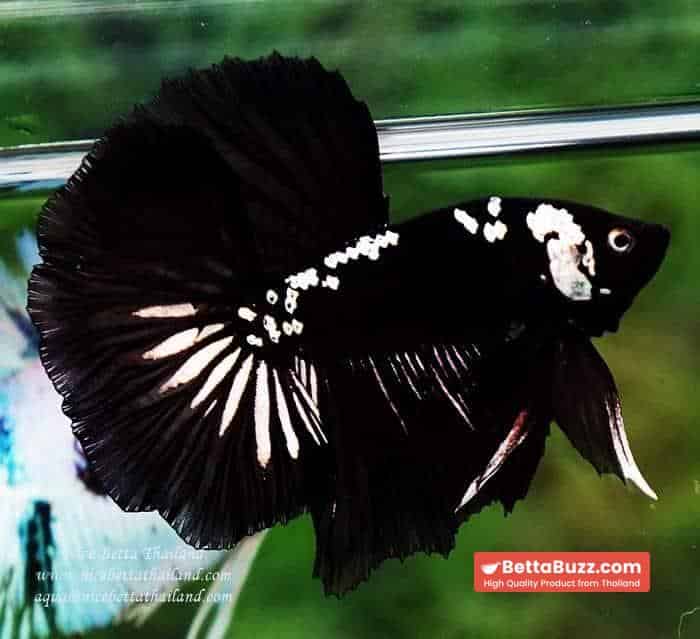 Betta fish Premium HM Shadow Black Star Samurai ( Rare ) - Image 3