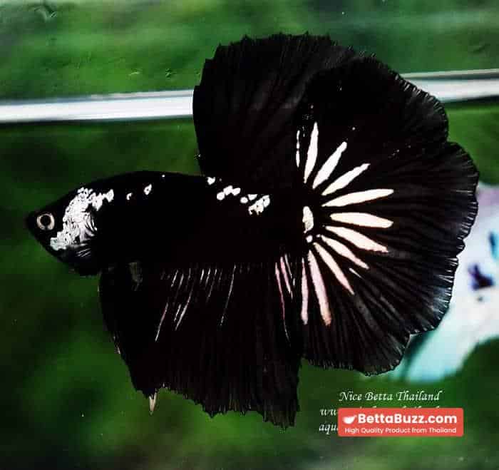 Betta fish Premium HM Shadow Black Star Samurai ( Rare ) - Image 4