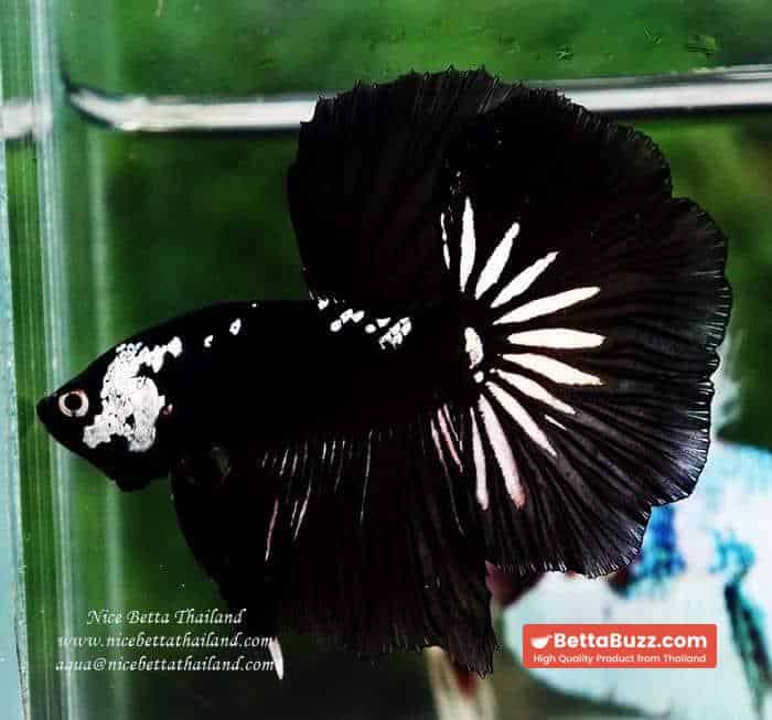 Betta fish Premium HM Shadow Black Star Samurai ( Rare ) - Image 2
