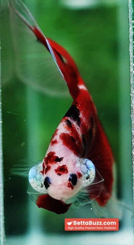 Betta fish VT Classic Red Koi - Image 7