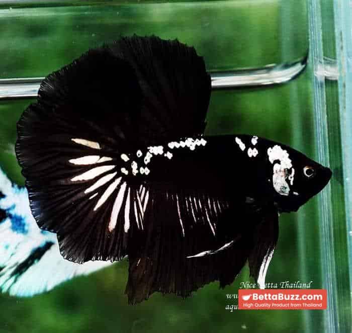 Betta fish Premium HM Shadow Black Star Samurai ( Rare ) - Image 7