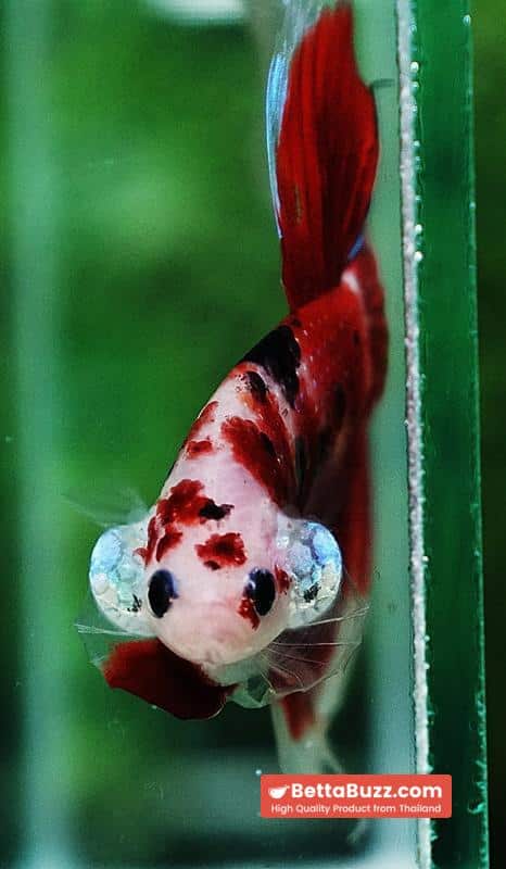Betta fish VT Classic Red Koi - Image 8