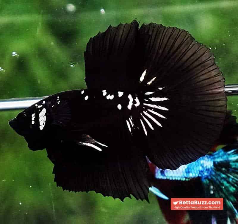 Betta fish HM Premium Shadow Black Samurai Rare (Champion Competition) - Image 8