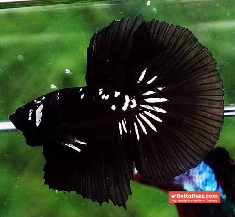 Betta fish HM Premium Shadow Black Samurai Rare (Champion Competition) - Image 4