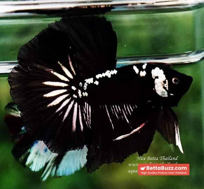 Betta fish Premium HM Shadow Black Star Samurai ( Rare ) - Image 5