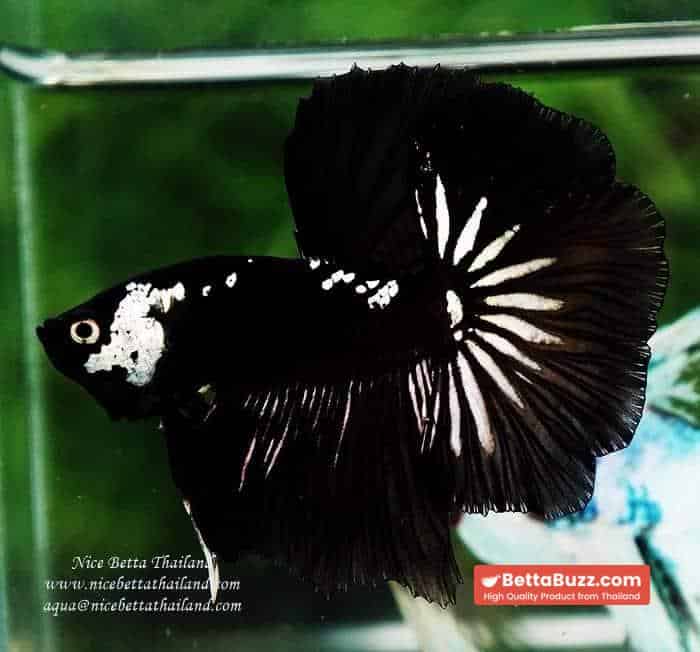 Betta fish Premium HM Shadow Black Star Samurai ( Rare ) - Image 6