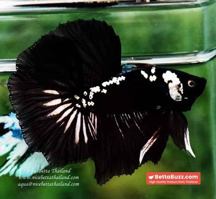 Betta fish Premium HM Shadow Black Star Samurai ( Rare ) - Image 8