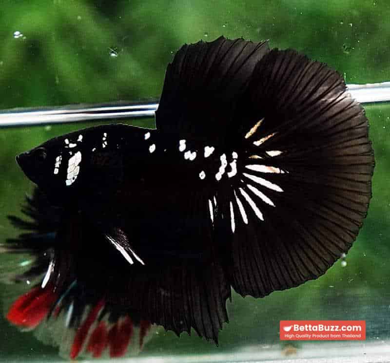 Betta fish HM Premium Shadow Black Samurai Rare (Champion Competition) - Image 6