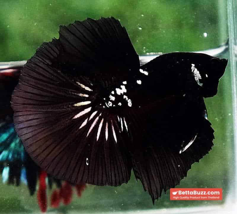 Betta fish HM Premium Shadow Black Samurai Rare (Champion Competition) - Image 5