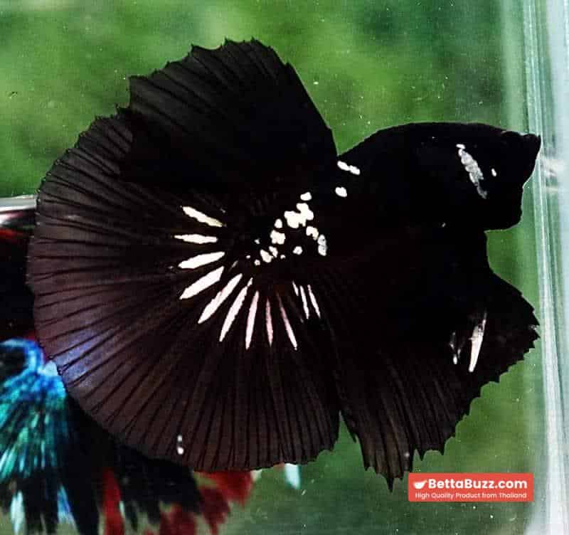 Betta fish HM Premium Shadow Black Samurai Rare (Champion Competition) - Image 3