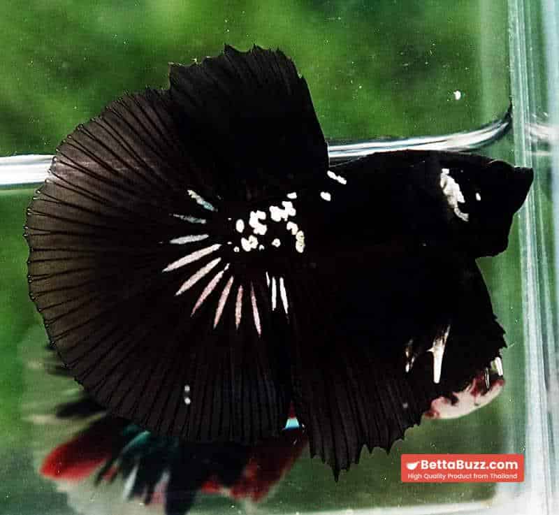 Betta fish HM Premium Shadow Black Samurai Rare (Champion Competition) - Image 7
