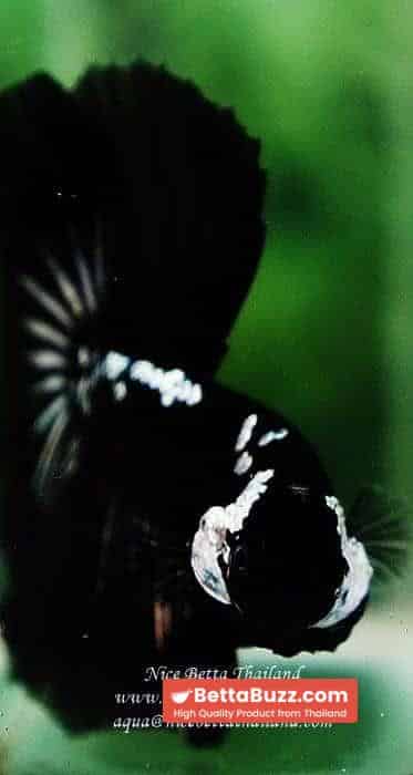 Betta fish Premium HM Shadow Black Star Samurai ( Rare ) - Image 9