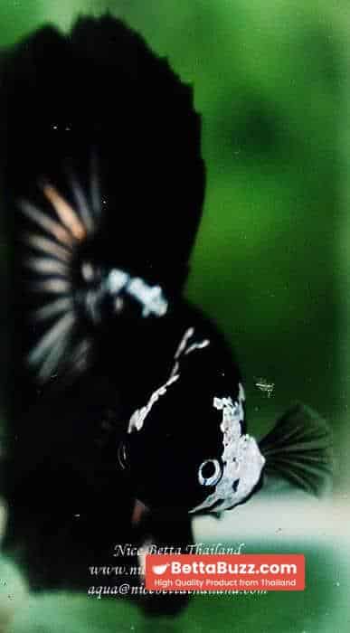 Betta fish Premium HM Shadow Black Star Samurai ( Rare ) - Image 10