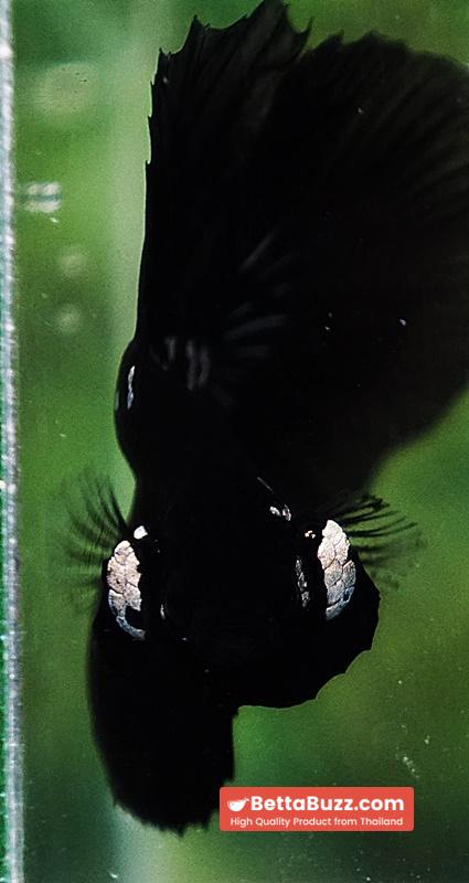 Betta fish HM Premium Shadow Black Samurai Rare (Champion Competition) - Image 9