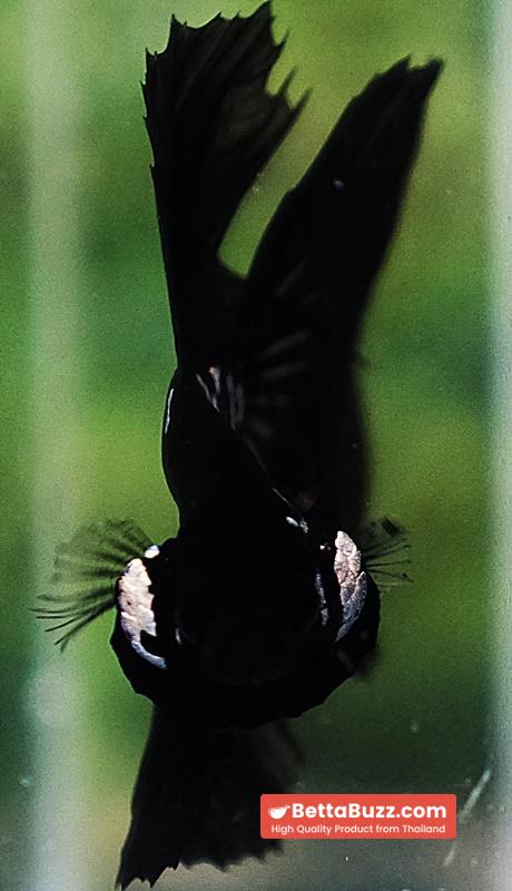 Betta fish HM Premium Shadow Black Samurai Rare (Champion Competition) - Image 10