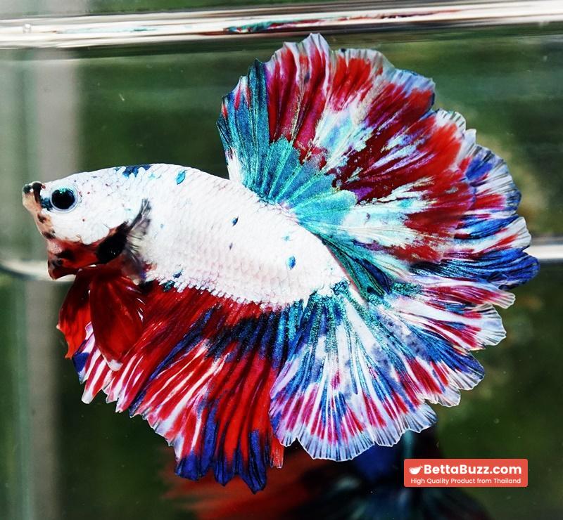 Betta fish OHM Fancy Magical Red Blue Frozen - Image 4