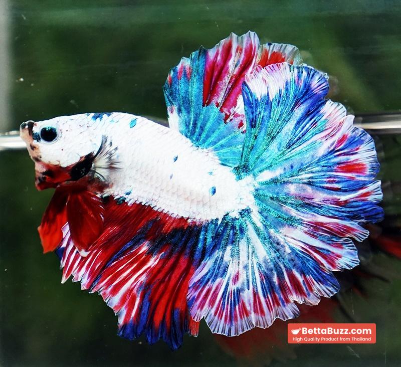 Betta fish OHM Fancy Magical Red Blue Frozen - Image 2