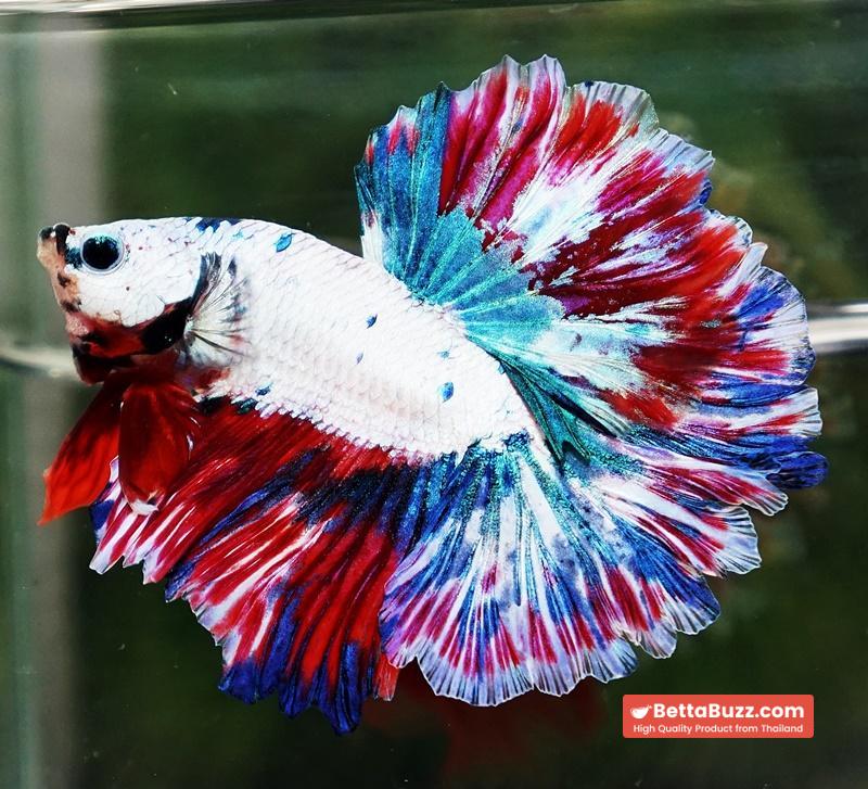 Betta fish OHM Fancy Magical Red Blue Frozen - Image 6
