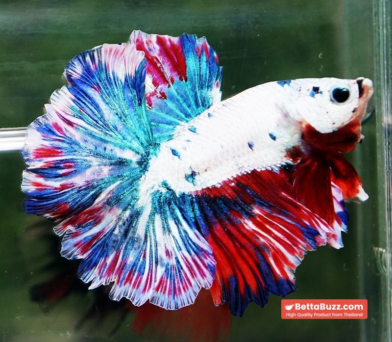 Betta fish OHM Fancy Magical Red Blue Frozen - Image 5