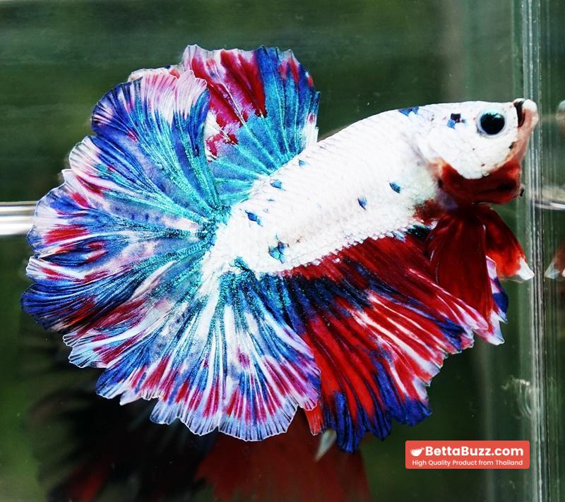 Betta fish OHM Fancy Magical Red Blue Frozen - Image 3