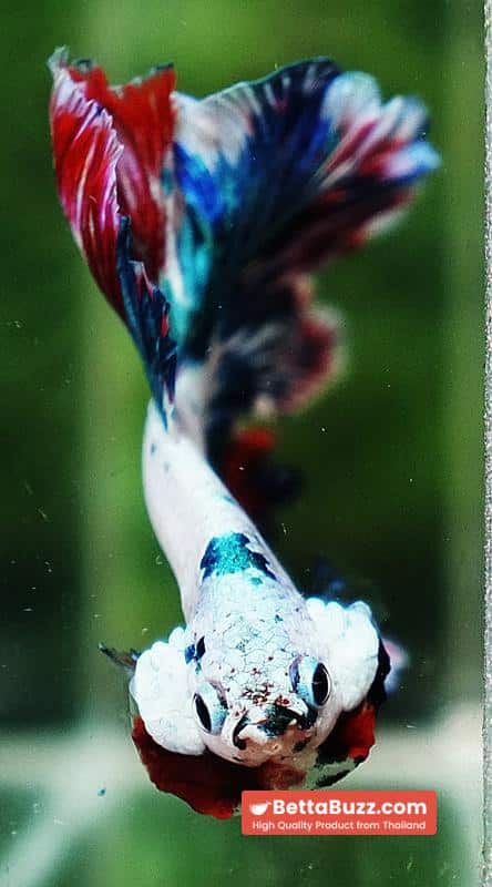 Betta fish OHM Fancy Magical Red Blue Frozen - Image 7