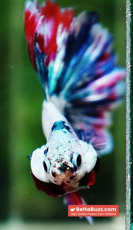 Betta fish OHM Fancy Magical Red Blue Frozen - Image 8