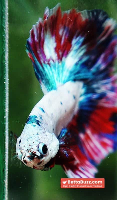 Betta fish OHM Fancy Magical Red Blue Frozen - Image 9