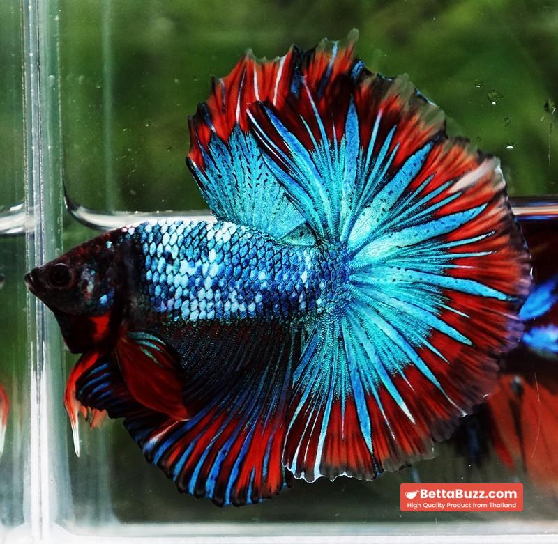 Betta fish Fancy Thai-Malangtub Butterfly Sky Hawk OHM - Image 3