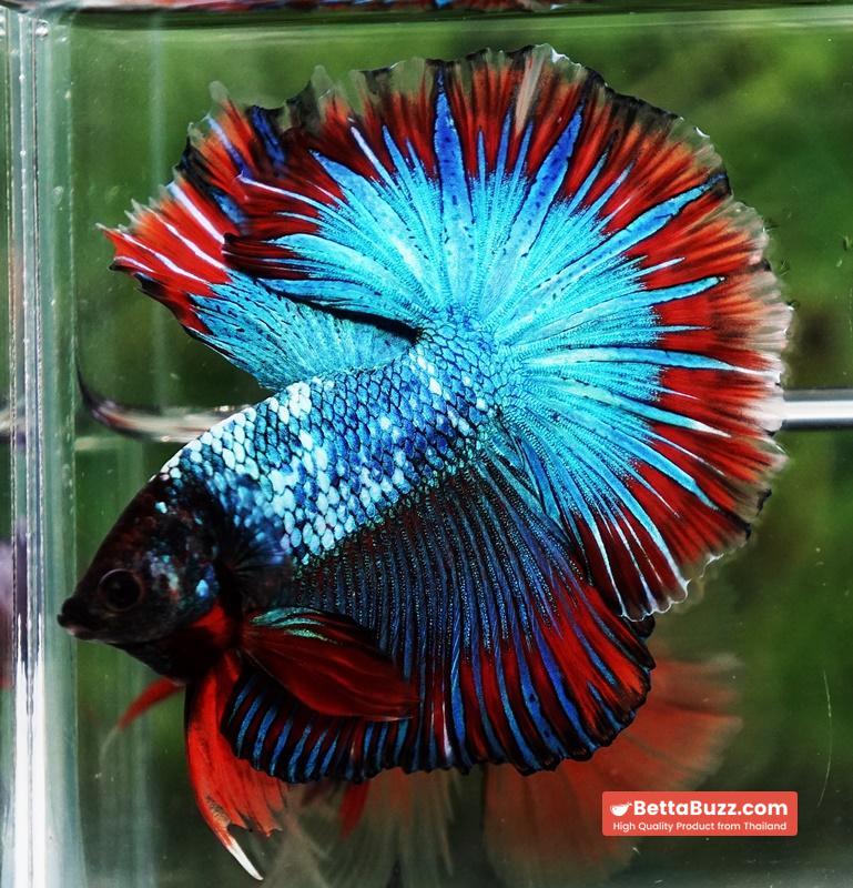 Betta fish Fancy Thai-Malangtub Butterfly Sky Hawk OHM - Image 5