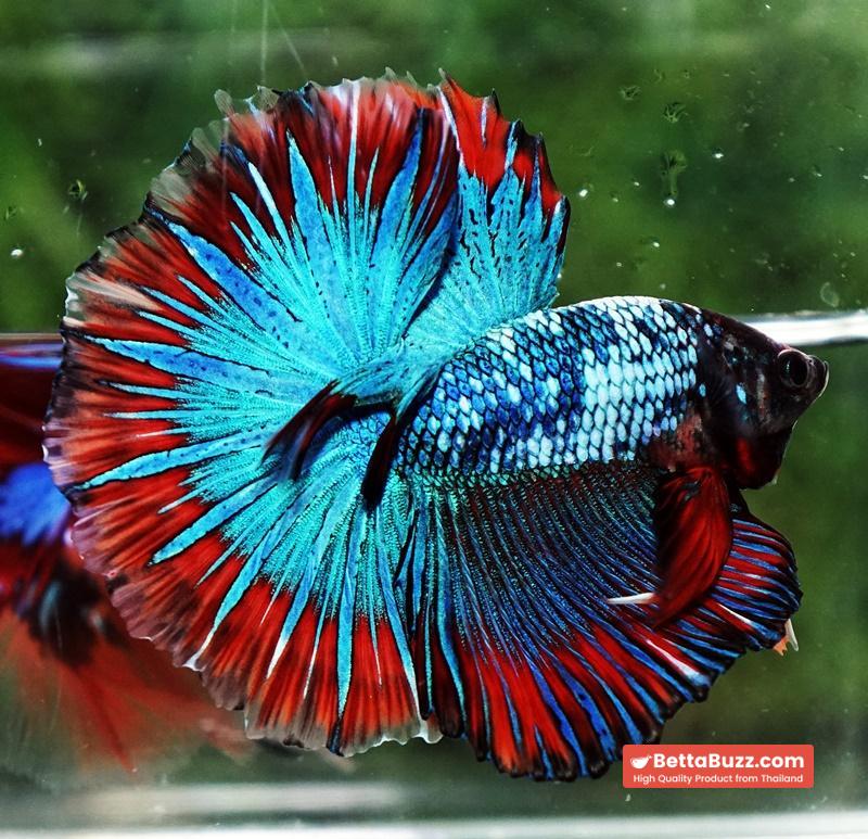Betta fish Fancy Thai-Malangtub Butterfly Sky Hawk OHM - Image 6