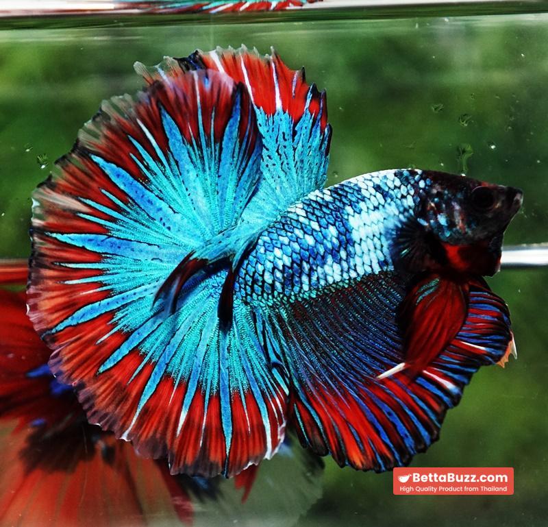 Betta fish Fancy Thai-Malangtub Butterfly Sky Hawk OHM - Image 2