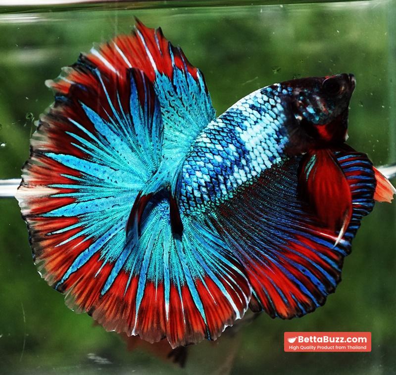 Betta fish Fancy Thai-Malangtub Butterfly Sky Hawk OHM - Image 4
