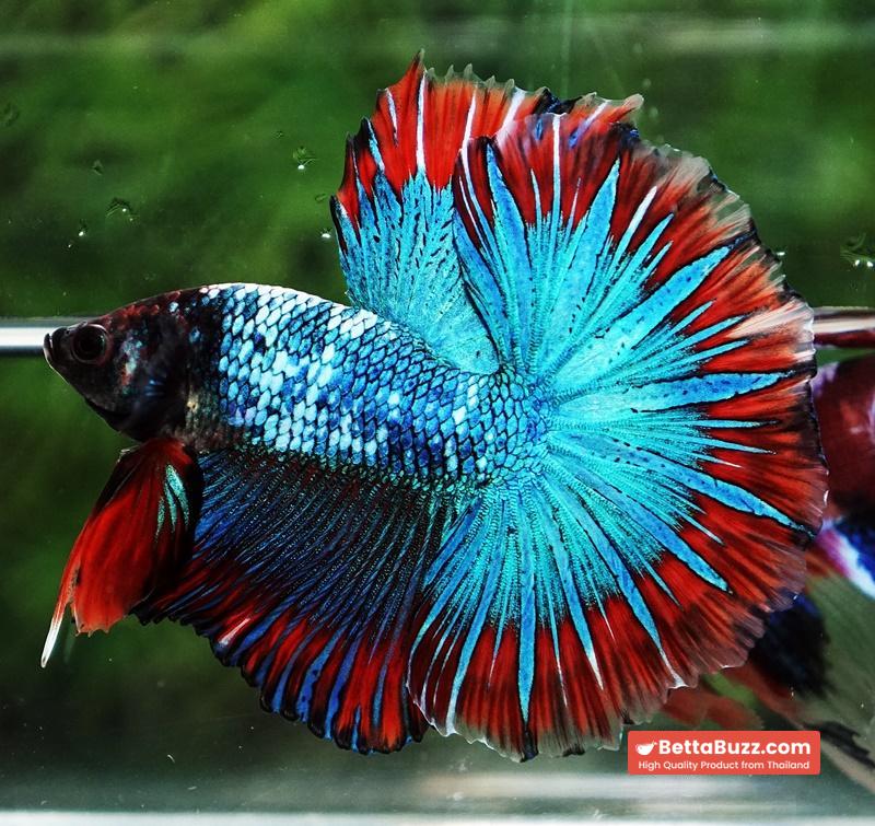 Betta fish Fancy Thai-Malangtub Butterfly Sky Hawk OHM - Image 7