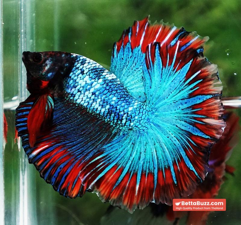 Betta fish Fancy Thai-Malangtub Butterfly Sky Hawk OHM - Image 8