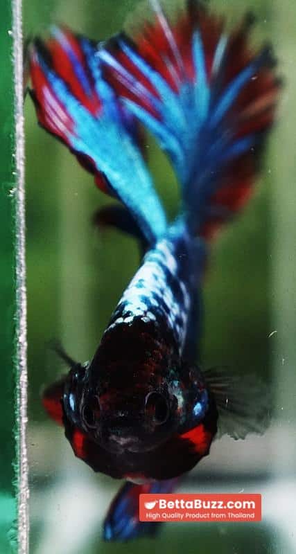 Betta fish Fancy Thai-Malangtub Butterfly Sky Hawk OHM - Image 9