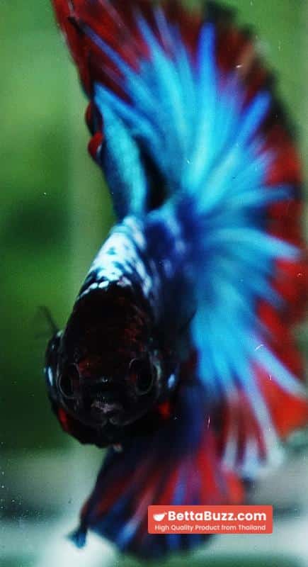 Betta fish Fancy Thai-Malangtub Butterfly Sky Hawk OHM - Image 10